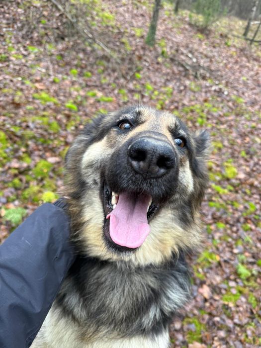 Lilith – puchata przytulanka w typie owczarka szuka swojego człowieka.