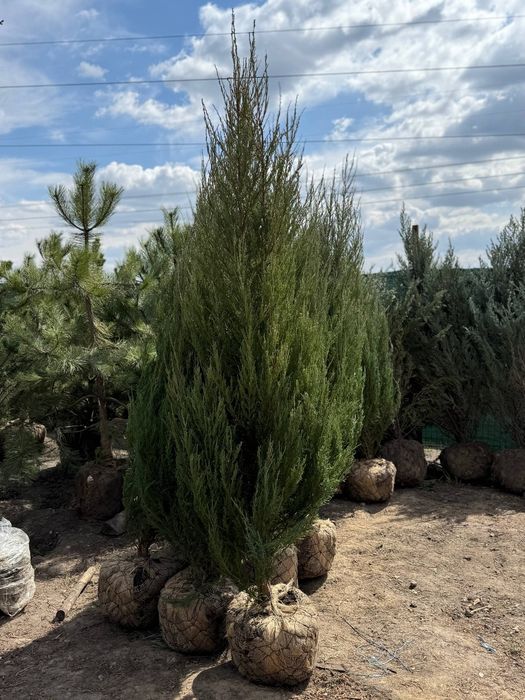 Ялівець Блю Арроу