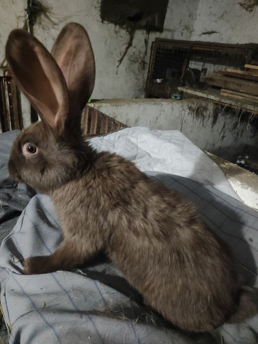 Sprzedam młode króliki