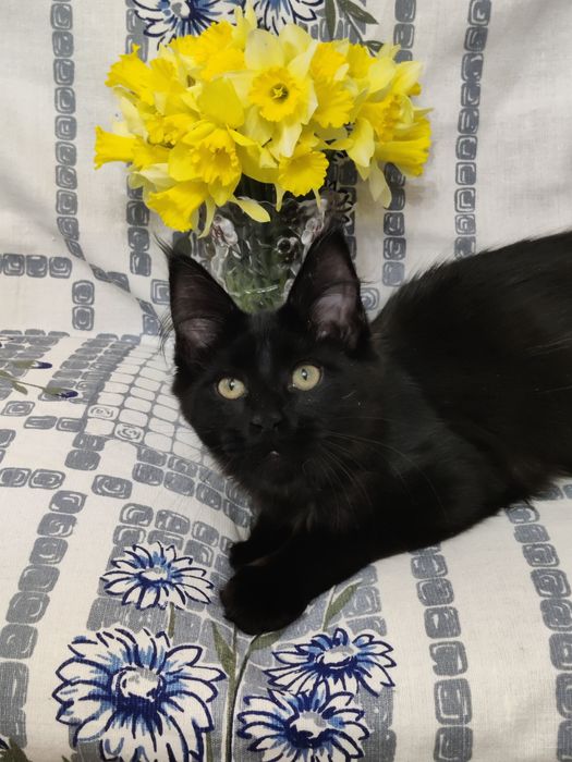 Мейн Кун девочка