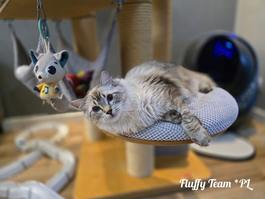 Kocurek Ragdoll Harley