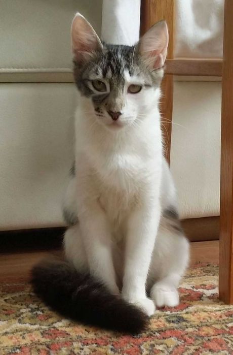 Акана - красуня, метиска Турецької ангори