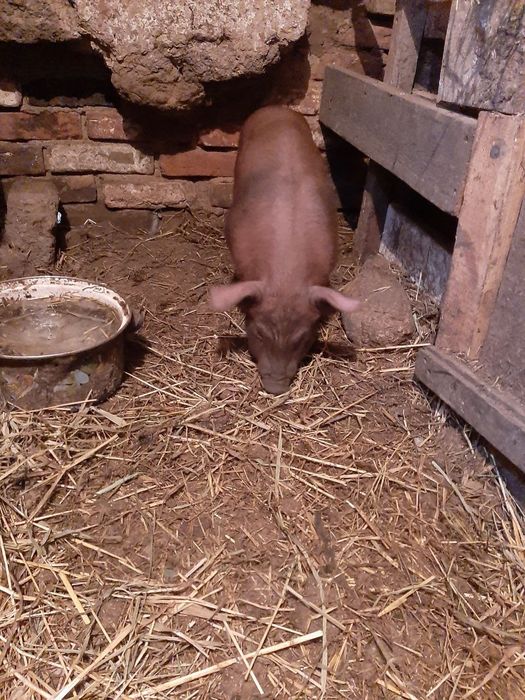 Поросята, свині. Змінашні дюрок і краснопоясі