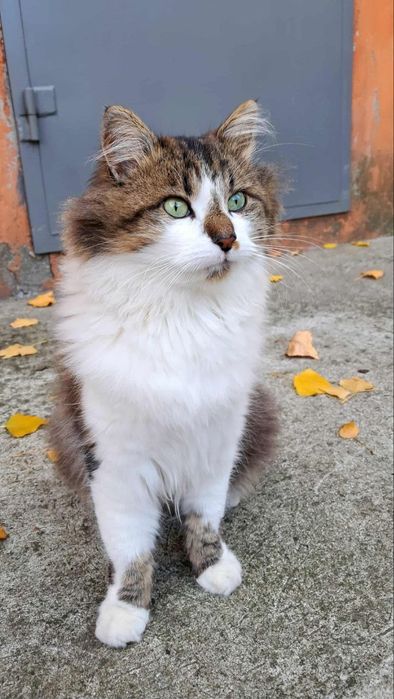 Отдам даром в добрые руки зеленоглазого пушистого котика