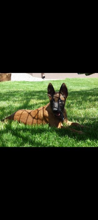 Owczarek Belgijski Malinois piesek