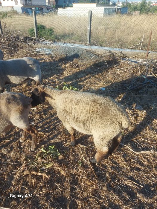 Borrego  macho sulfox