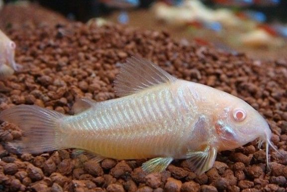 Kirys Albinos - domowa hodowla