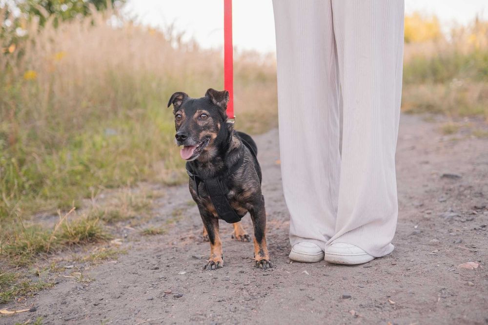 Szukamy stałego i kochającego domu dla Rico