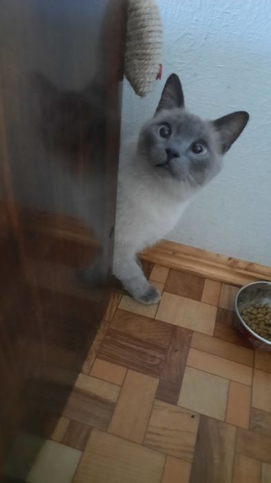 Передержка животных питомцев