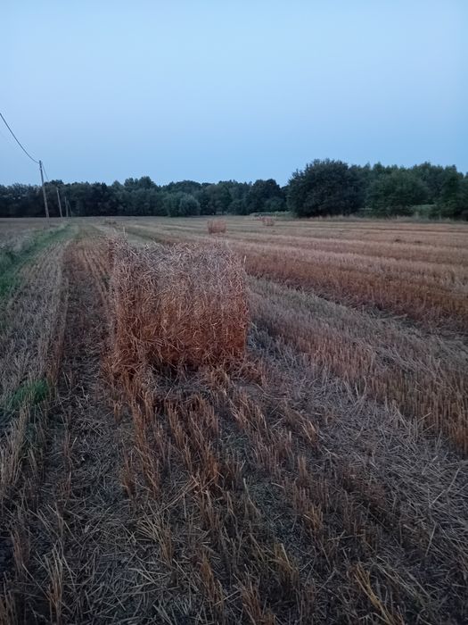 Słoma żytnia, owsiana