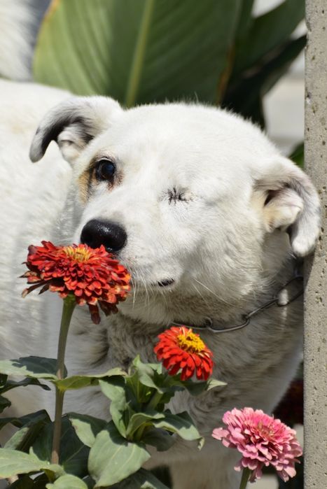 Джек ищет добрые руки