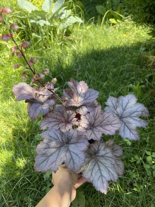 Продам гейхери