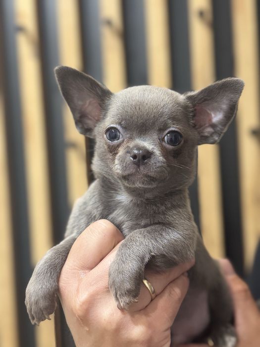 Pies chihuahua Niebiesko-bialy Messi