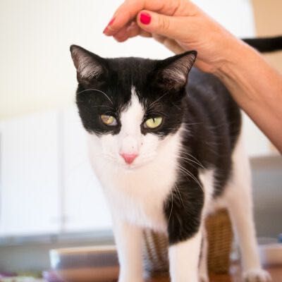 Ćwirek szuka kochającego domu