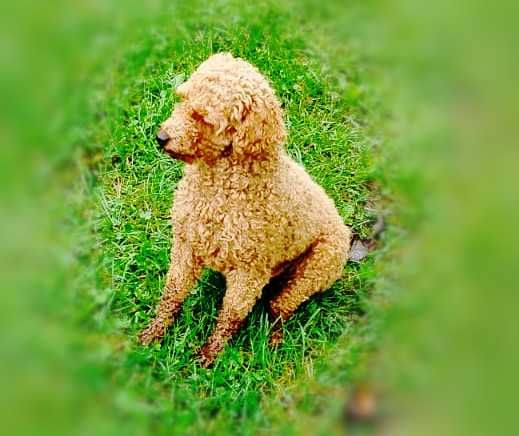 Śliczny  pudel toy piesek.