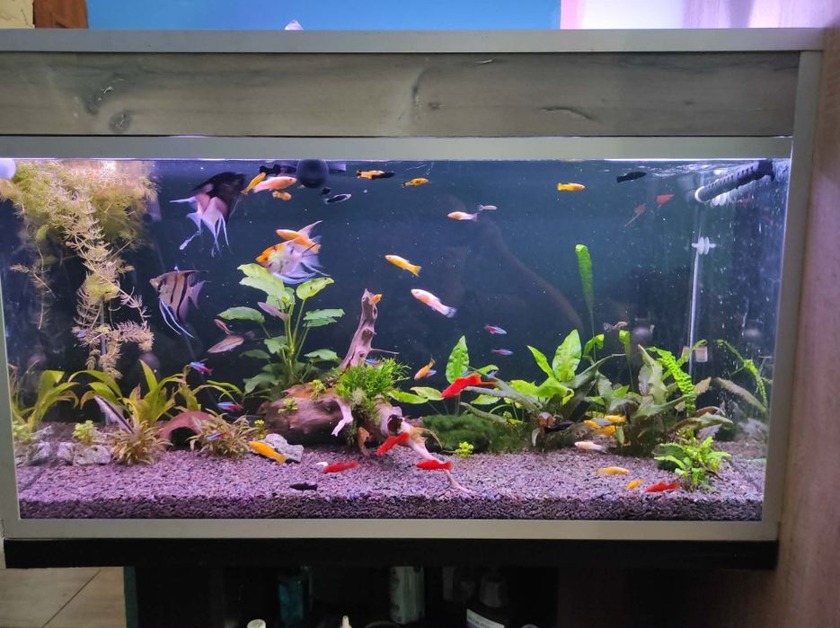 Akwarium 200l cały komplet
