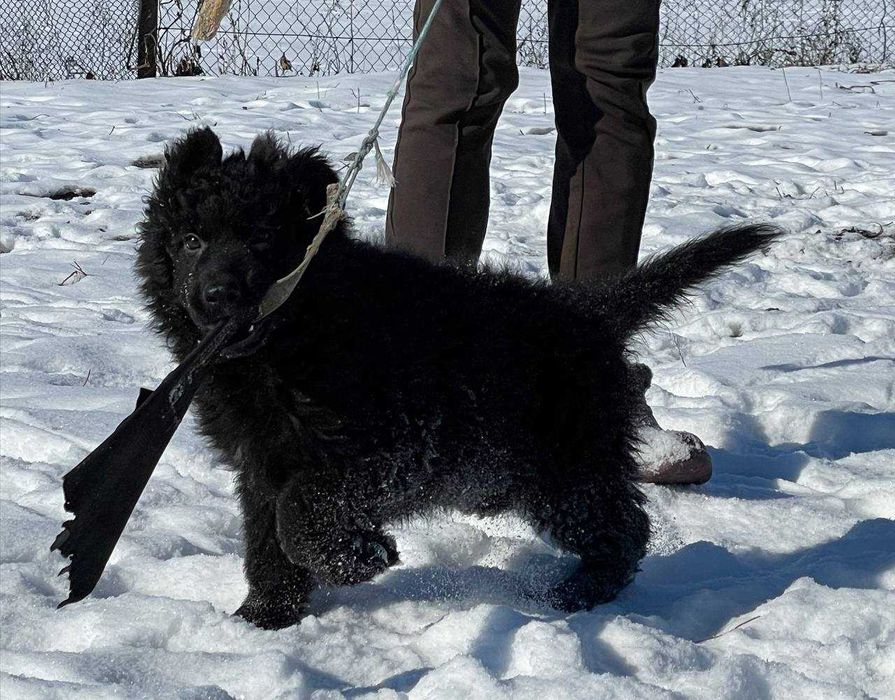 Німецька вівчарка