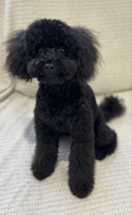 Pudel toy szczenieta