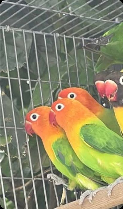 Agapornis fischeri e personatas
