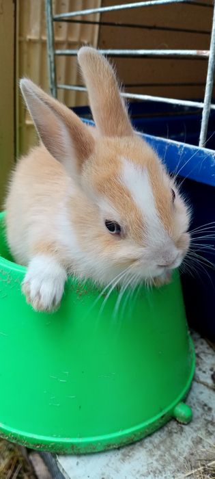 Мінні декоративні ручні кролики