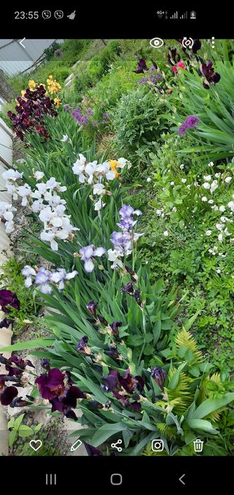 Іриси квіти  садові
