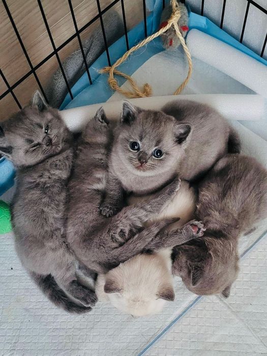 Kocurek Brytyjski Krótkowłosy Niebieski Kotek