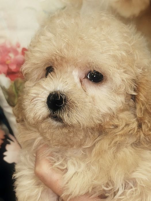 Mała suczka Maltipoo