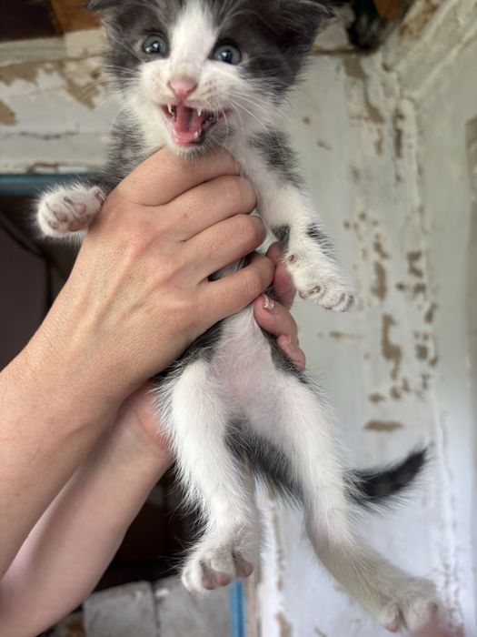 Котята маленькие