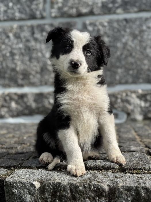 Border Collie TOP