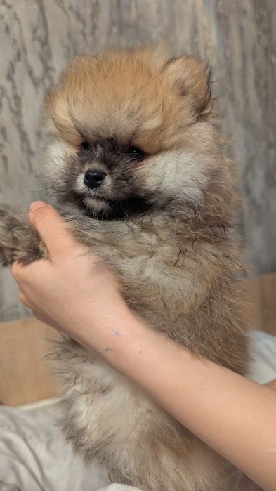 Хлопчик померанського шпіца