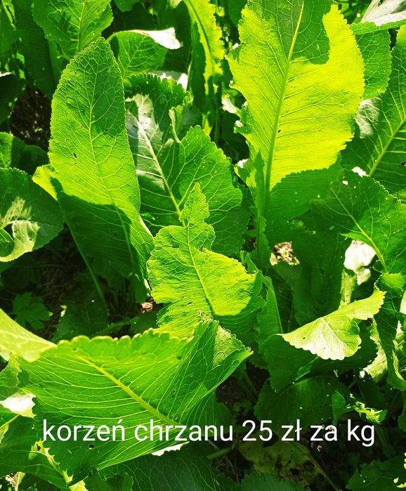Sprzedam gruszki (oraz ziemniaki,ogórki,chrzan, śliwki,jabłka)
