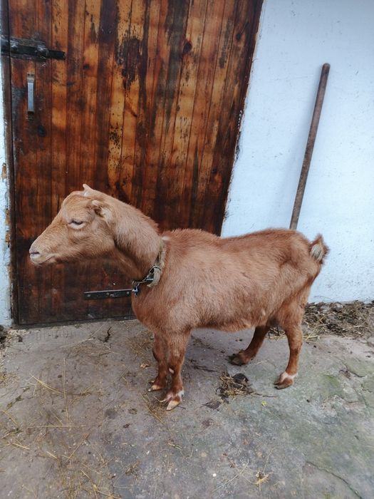 Продам  козу 3 роки