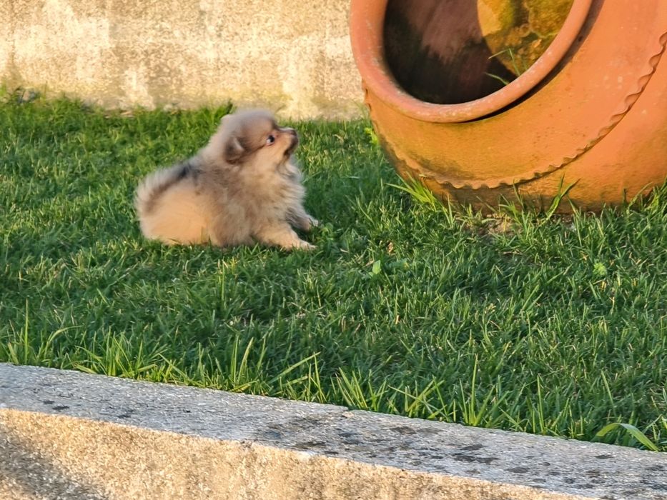 Spitz alemão anão menina