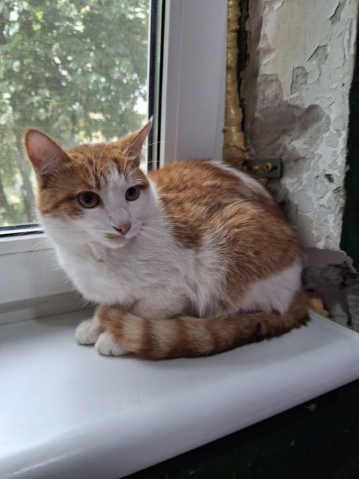 Кастрированный бело-рыжий котёнок-подросток ищет дом! В хорошие руки!