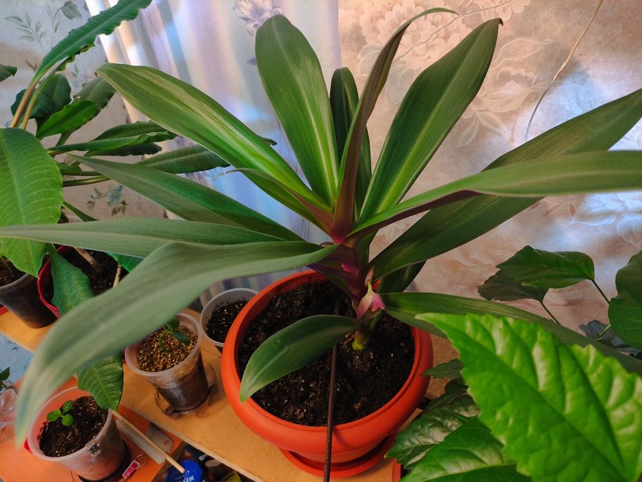 Цветок Рэо традесканция