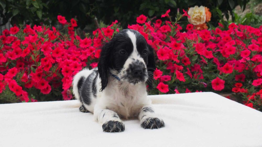 Cocker spaniel angielski