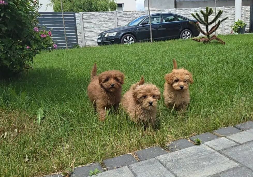 Maltipoo szczeniaczki