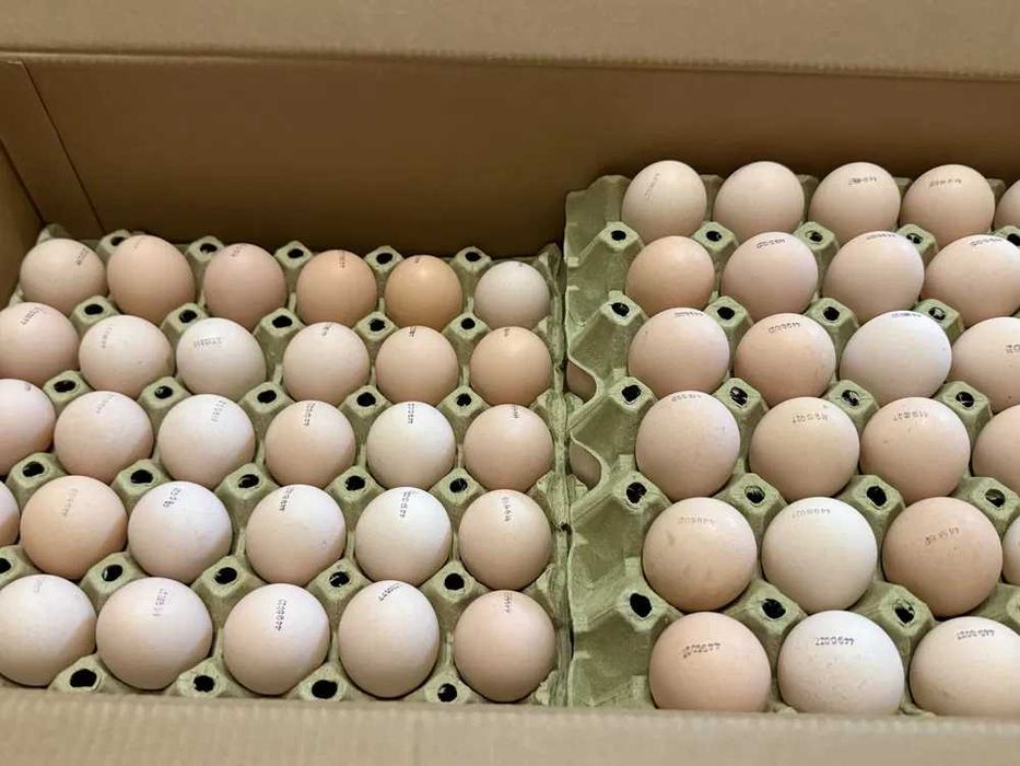 Продаж інкубаційного яйця бройлера.