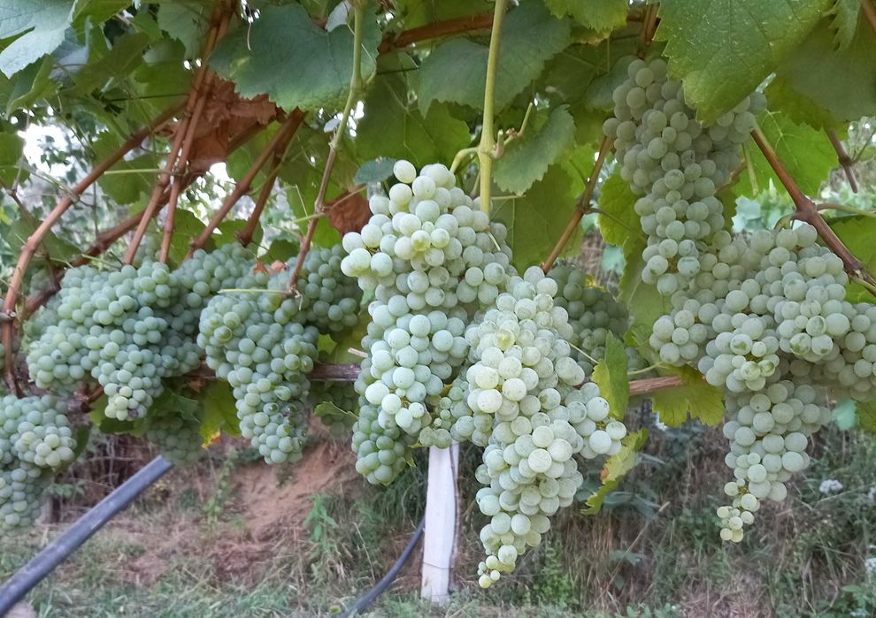 Uvas para vinho verde