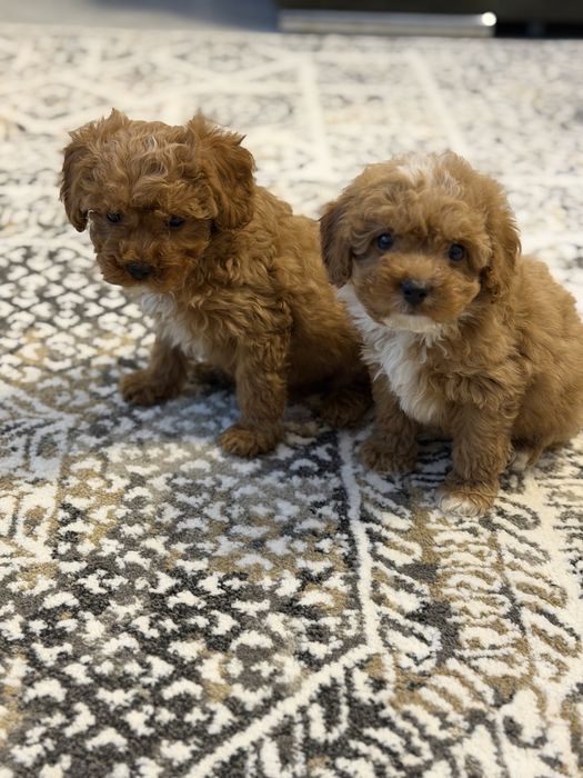 Cavapoo  piesek certyfikat