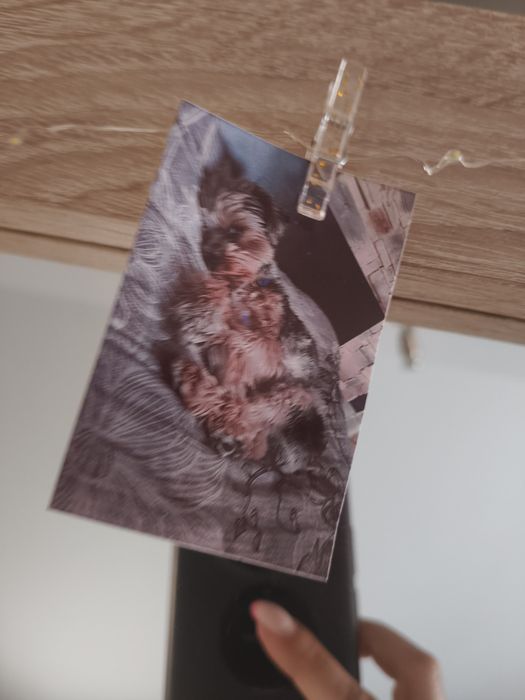 Drukarka przenośna sprocket zink