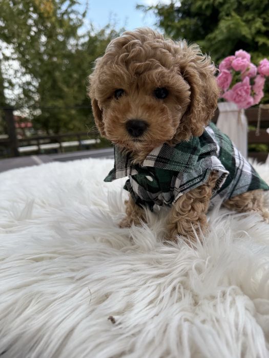 Справжні мальтипу чіп паспорт