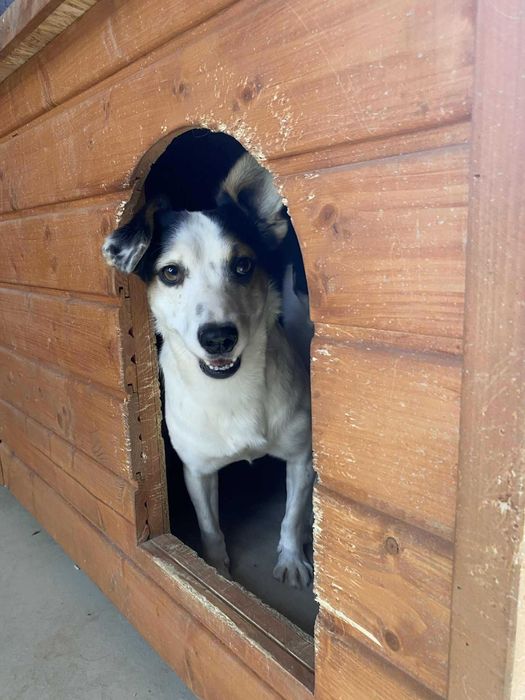 SMYK pies lękliwy adopcja schronisko