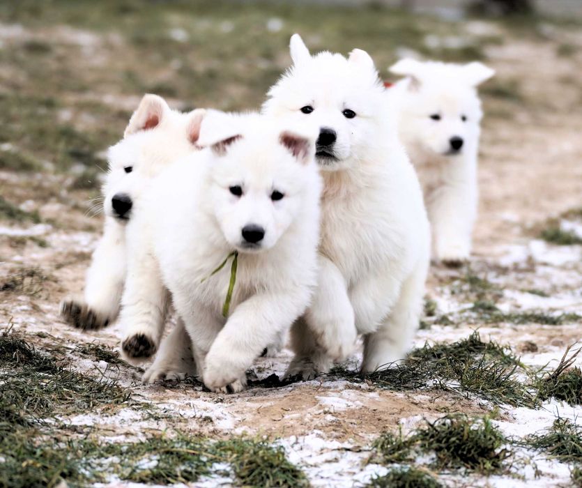 Biały Owczarek Szwajcarski - linia zwycięzców Europy, Świata i Klubów!