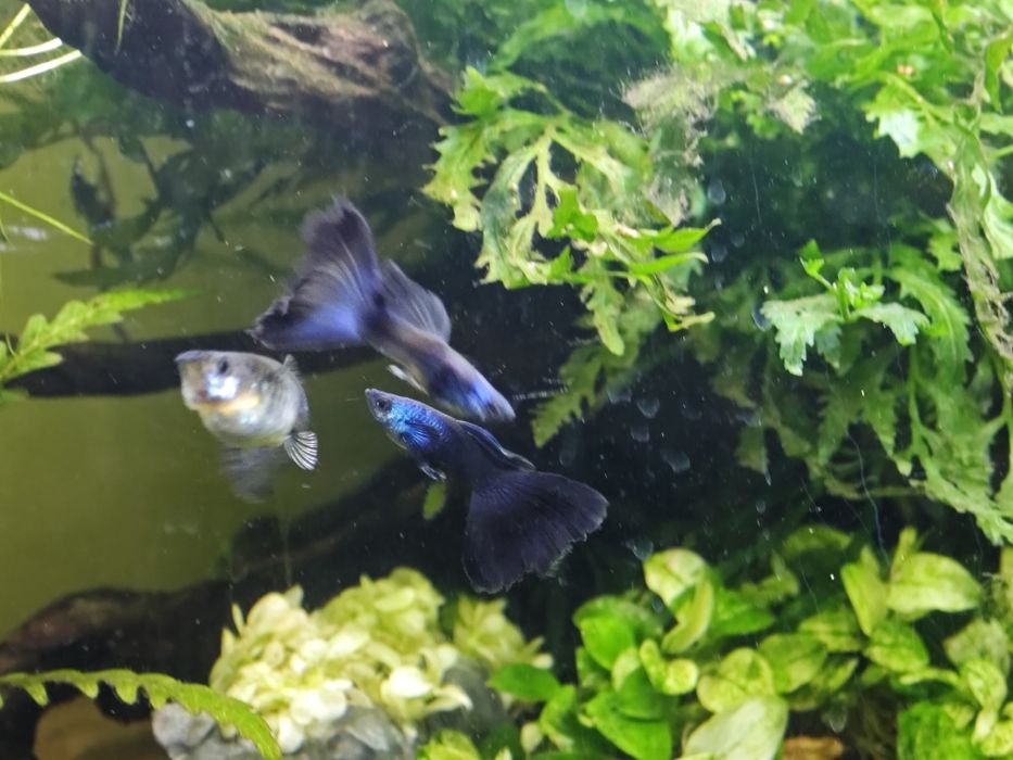 Guppy Blue Moscow