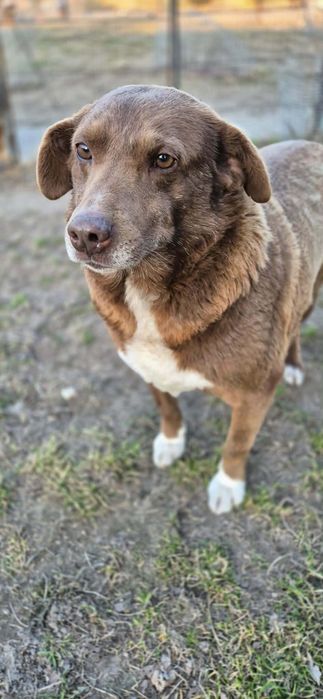 Miły, łagodny chłopak do adopcji