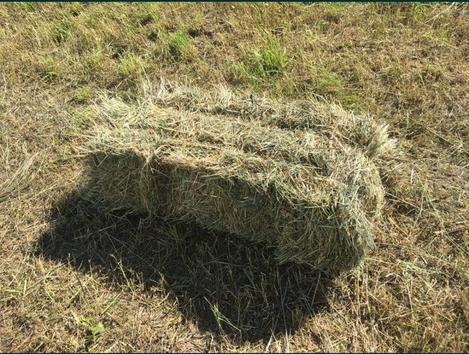 Продам сіно в тюках. Доставка.