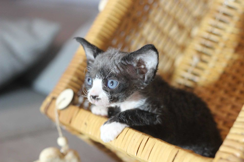 Wednesday - koteczka Devon Rex po championie