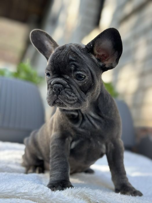 Щенки французского бульдога
