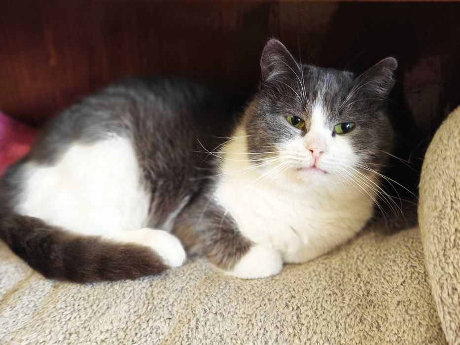 Мелані — маленька плюшева киця шукає дім! кішка 1р, кошка кіт кошеня